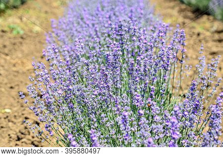 Blue Violet Levandula Flowers, Field Countryside, Close Up