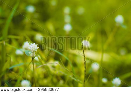Selective Focus Green Grass And Little White Wild Flowers Meadow With Soft Style. Blossoming Tiny Wi