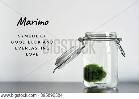 Close Up Of Marimo Moss Ball In A Glass Jar With Words Marimo Is A Symbol Of Good Luck And Love. Jap
