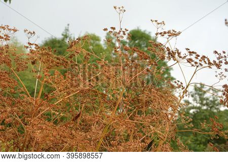 Parsnip. Field Flower. The Pastinaca Flower Growing On A Summer Meadow.