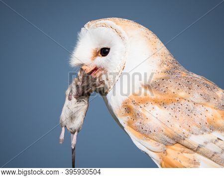 Close Up Of A Barn Owl With A Mouse