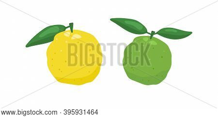 Green And Yellow Yuzu Japanese Citron Fruit Vector Illustration Isolated On White Background. Full C