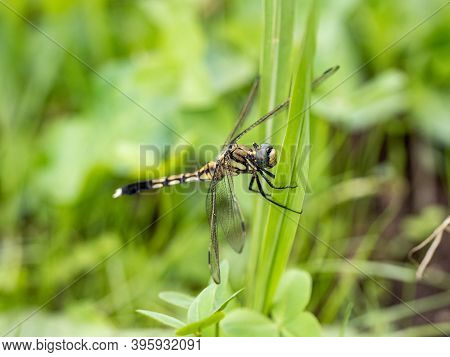 A Female White-tailed Skimmer, Orthetrum Albistylum, Perches On A Large Blade Of Grass In A Park Nea