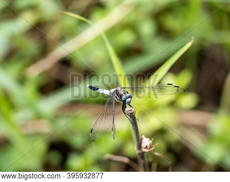 A White-tailed Skimmer, Orthetrum Albistylum, Perches On A Plant Beside A Pond In A Park Near Yokoha