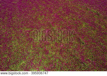 Red blooming crimson clover field (Trifolium incarnatum) from above