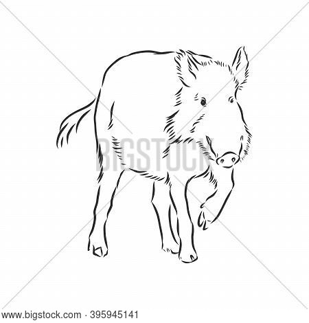 Sketch Grunge Wild Boar In The Profile.stock Vector Illustration., Wild Boar Vector Sketch Illustrat