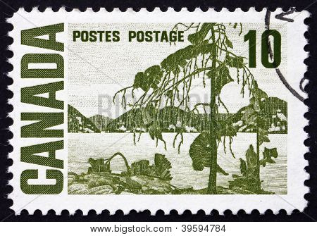 Estampilla Canadá 1967 el gato pino, por Tom Thomson