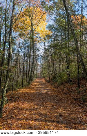 Vibrant Autumn Colors Along This Leaf Carpeted Trail In Lake Minnewaska State Park Near New Paltz Ne