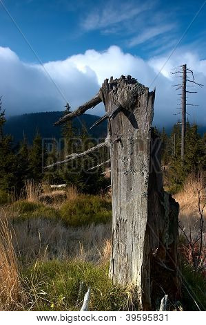 Standing Dead Trees