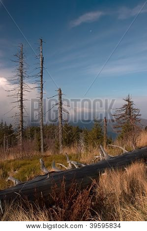 Standing Dead Trees
