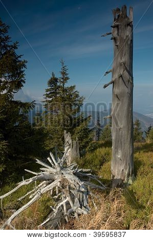 Standing Dead Trees