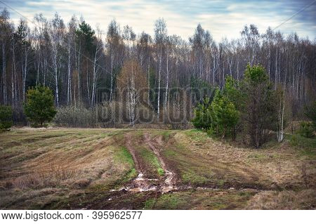 Morning In A Pine Forest: Landscape In Early Spring, Calendar, Season