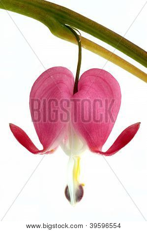 Dicentra Flower