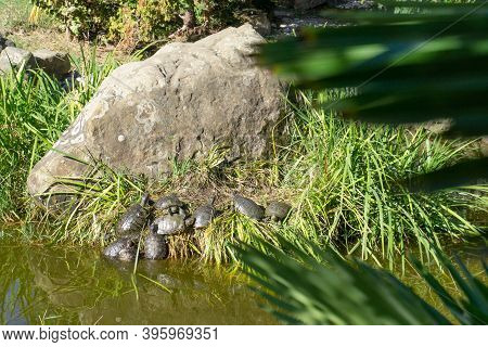Red-eared Turtles In Nature. Many Small Red-eared Turtles Bask In The Sun.