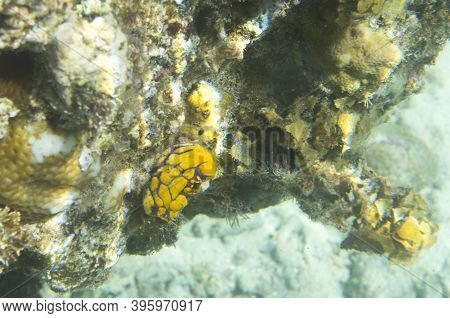 A Polycarpa Aurata In The Sea Of Togian Islands
