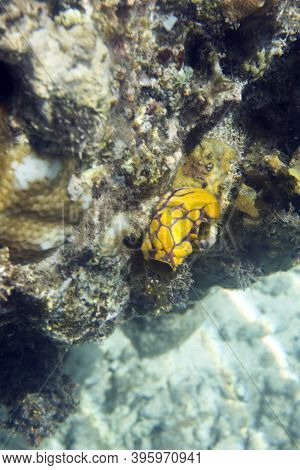 A Polycarpa Aurata In The Sea Of Togian Islands