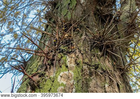 Large Thorns, Spikes On An Acacia Tree In The Park