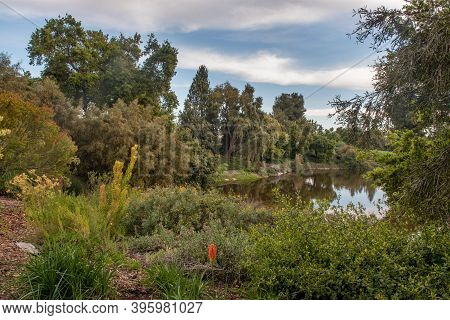 Spafford Lake At The Uc Davis Arboretum In The Spring, On A Sunny, Blue Sky Day With Few Clouds, Typ