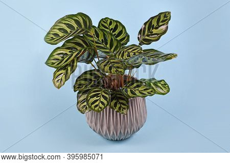 Tropical Houseplant With Correct Botanic Name 'calathea Makoyana' With Beautiful Exotic Pattern In G