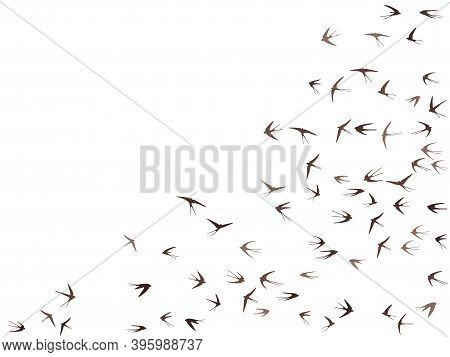 Flying Swallow Birds Silhouettes Vector Illustration. Migratory Martlets School Isolated On White. W