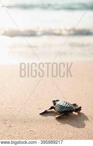 Baby Turtle On Sand Beach Going In Water Ocean
