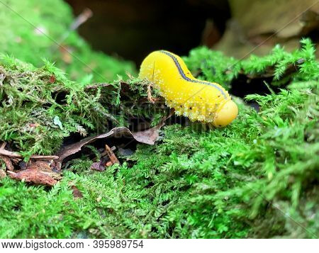 Scary Caterpillar, Birch Sawfly Larva, Cimbex Femoratus Of Yellow Color With Black Dots On Sides And