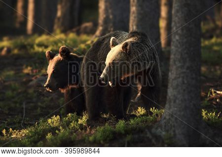 Brovn Bears Walking In Forest Habitat. Wildliffe Photography In The Slovak Country (tatry),mating