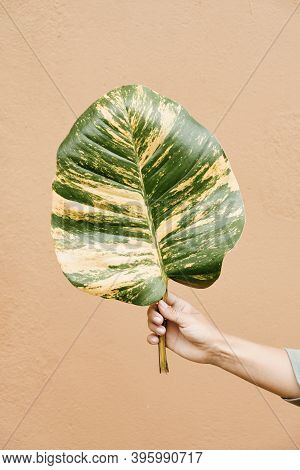 Woman Hand Holding Alocasia Alba Green Yellow Leaf