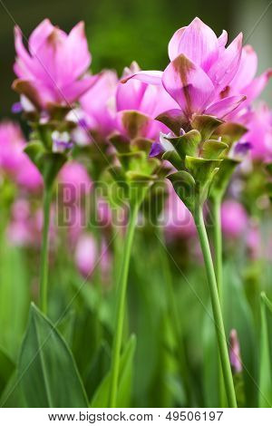 Siam Tulip