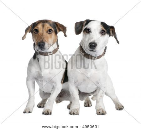 Couple de deux Jack Russells (2 à 3 ans vieux)