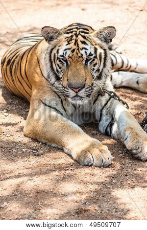 Captured Asian Bengal Tiger In Open Space In Metal Chain