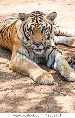 Captured Asian Bengal Tiger In Open Space In Metal Chain