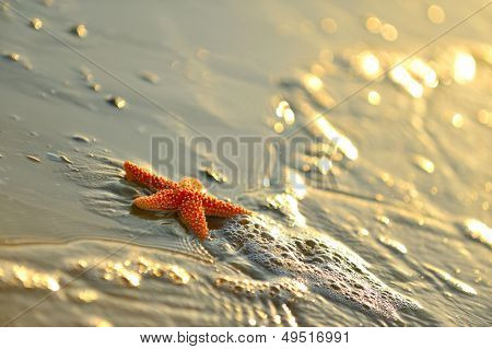 étoiles de mer sur le sable mouillé au lever du soleil/coucher du soleil