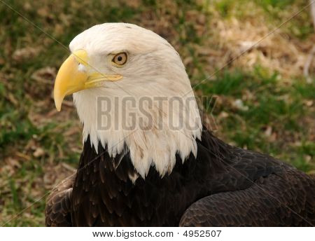 Bald Eagle