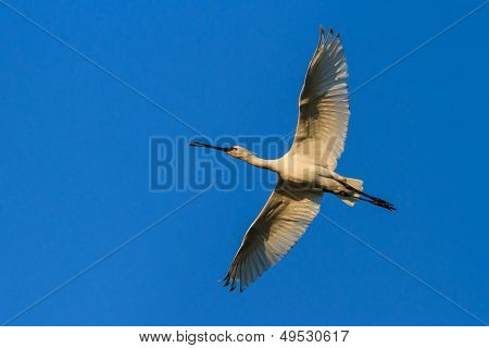 Skestork (platalea Leucorodia)