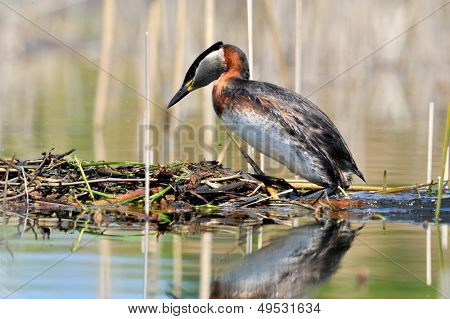 vesilintu järvellä (podiceps grisegena)