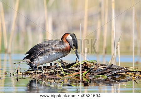 vesilintu järvellä (podiceps grisegena)