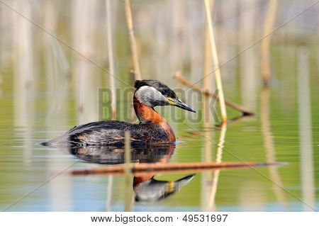 vesilintu järvellä (podiceps grisegena)