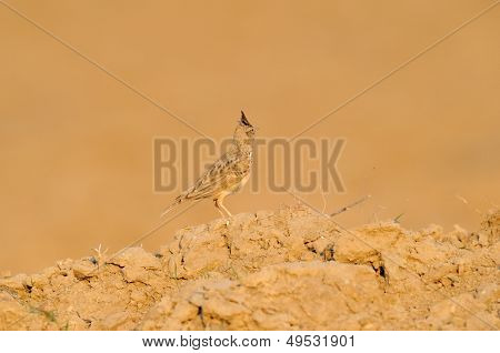 lark หงอนใหญ่บนฟิลด์ (galerida cristata)