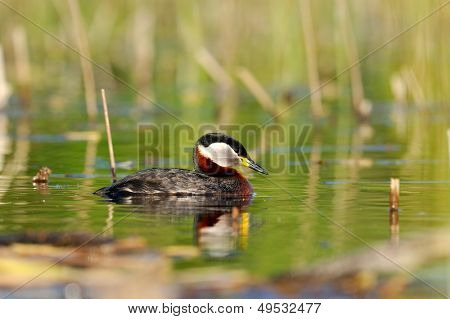 vesilintu järvellä (podiceps grisegena)