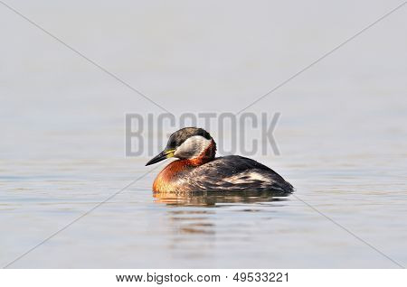 vesilintu järvellä (podiceps grisegena)