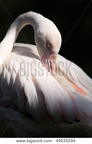 Flamingo (Phoenicopterus roseus)