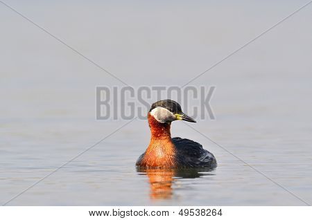 vesilintu järvellä (podiceps grisegena)