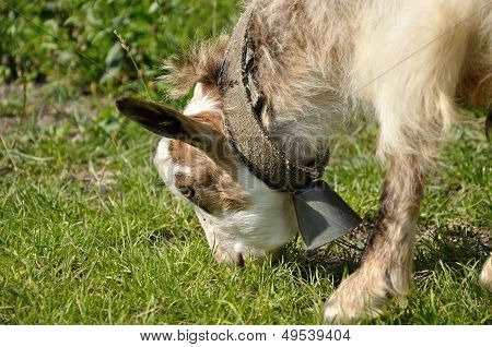 goatling with bell on the neck