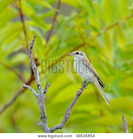 fågel på gren (Loxia Leucoptera)