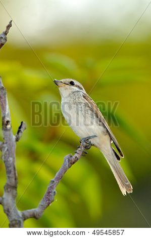 fågel på gren (Loxia Leucoptera)