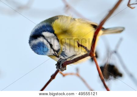 Chapim-azul na filial no inverno (parus caeruleus)