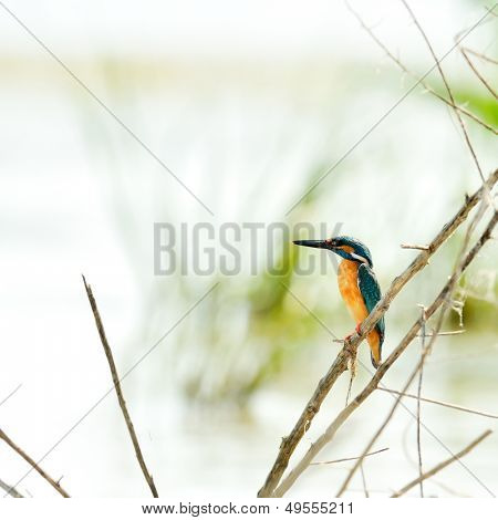 zimorodka (alcedo atthis)