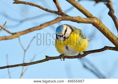 Chapim-azul na filial no inverno (parus caeruleus)