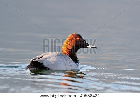 ankka järvellä (aythya ferina)
